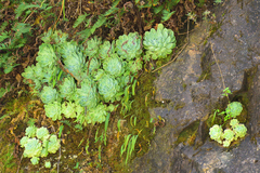 Echeveria elegans