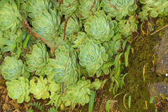 Echeveria elegans