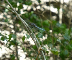 Orthetrum lemur