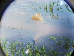 Crocodylus intermedius