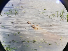 Crocodylus intermedius