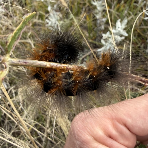 Estigmene albida photo 3
