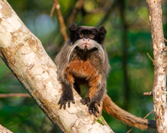 Emperor Tamarin photo 1