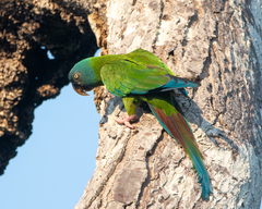 Blue-Headed Macaw photo 5