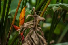 Heliconia uxpanapensis