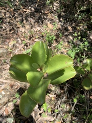 Kalanchoe sexangularis