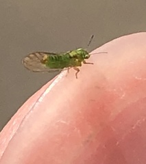 Eucalyptolyma maideni