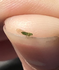 Eucalyptolyma maideni