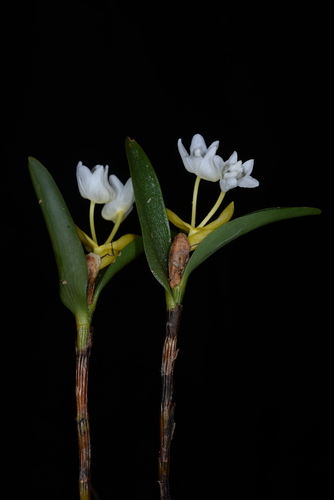 Lactiflora Orchid