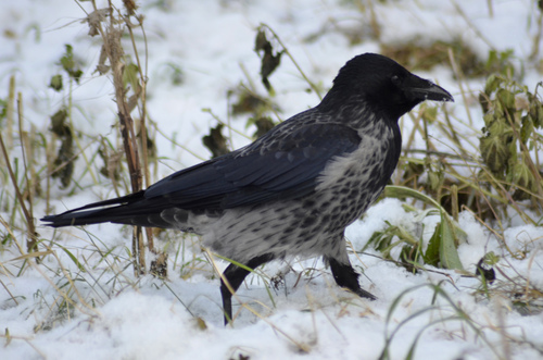 Hooded × Carrion Crow