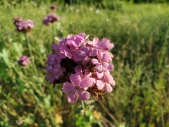 Dianthus andrzejowskianus
