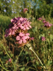 Dianthus andrzejowskianus