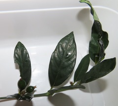 Mitriostigma axillare