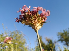 Dianthus andrzejowskianus