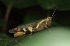 Xenocatantops humilis