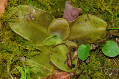 Pinguicula moranensis