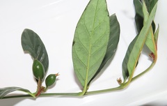 Mitriostigma axillare