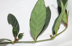 Mitriostigma axillare