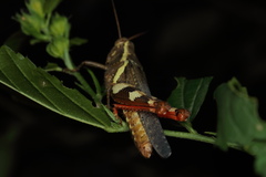 Xenocatantops humilis