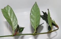 Mitriostigma axillare