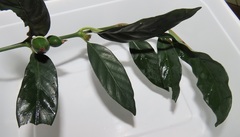 Mitriostigma axillare