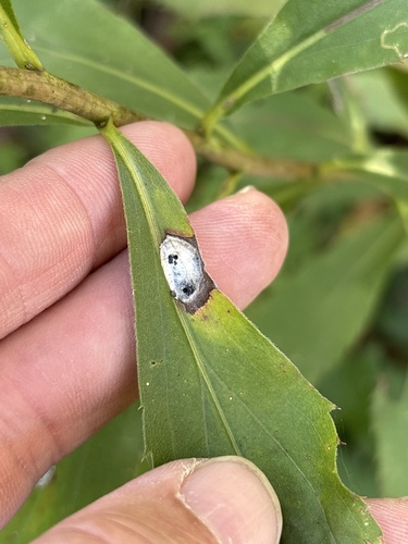 Unknown species found near Whitewater State Park, Saint Charles, MN, US
