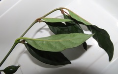 Mitriostigma axillare