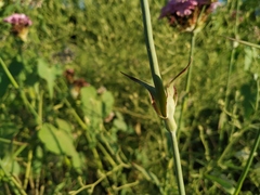 Dianthus andrzejowskianus