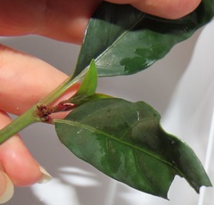 Mitriostigma axillare