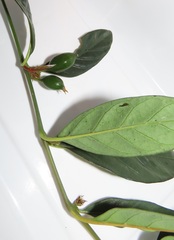Mitriostigma axillare