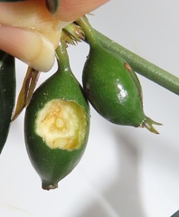 Mitriostigma axillare