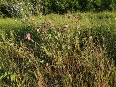 Dianthus andrzejowskianus