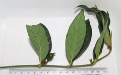 Mitriostigma axillare