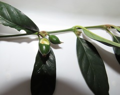 Mitriostigma axillare