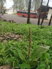 Peristylus plantagineus