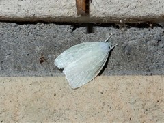 Nymphostola galactina