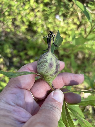 Unknown species found near Winona County, US-MN, US