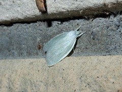 Nymphostola galactina