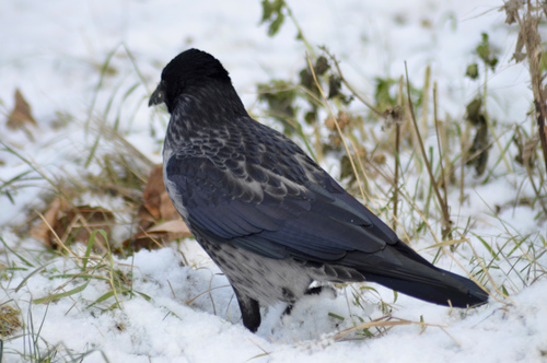 Hooded × Carrion Crow