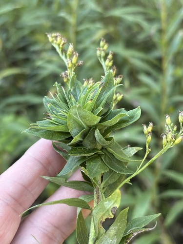 Unknown species found near Whitewater State Park, Saint Charles, MN, US