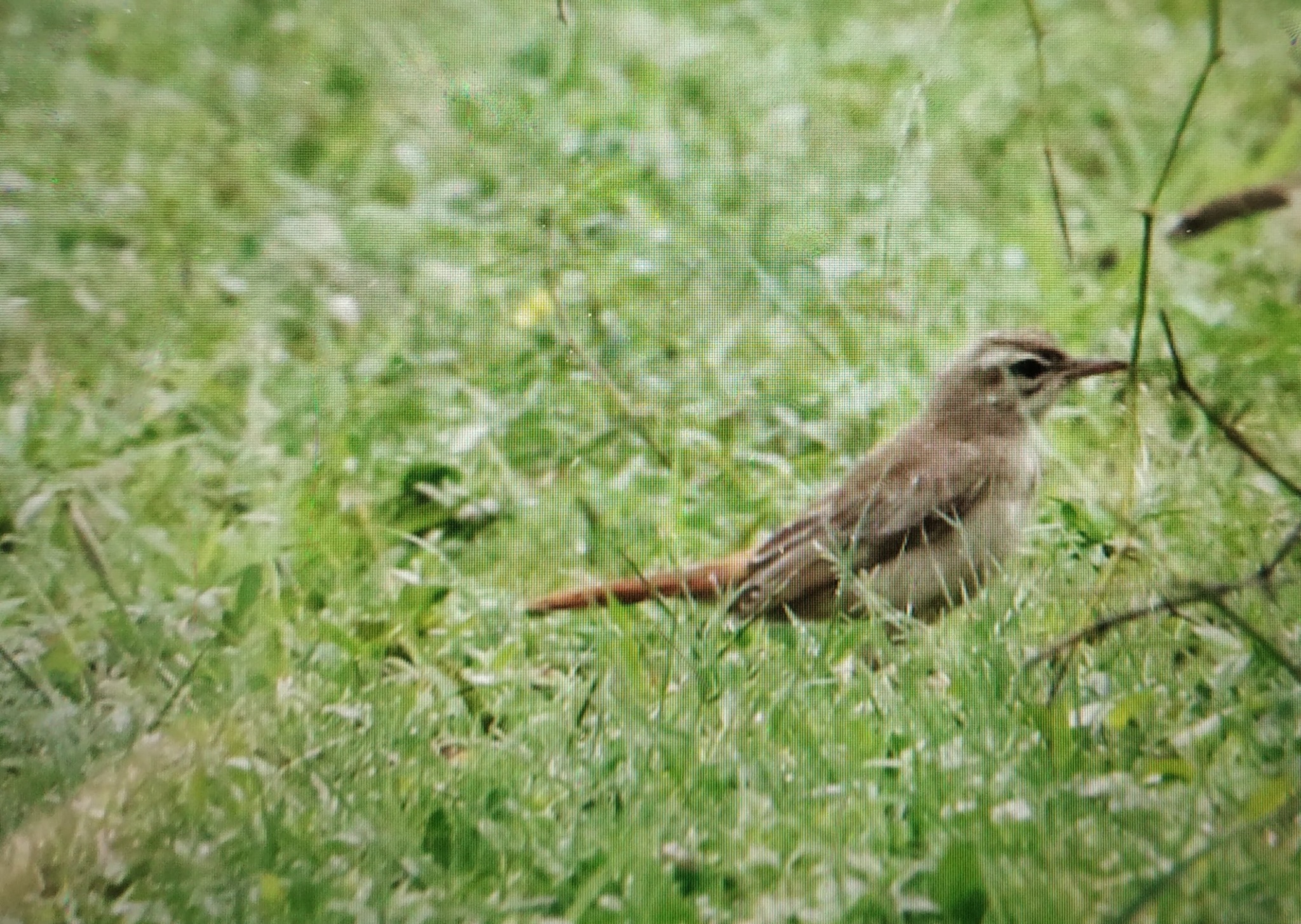 Rufous-tailed Scrub Robin