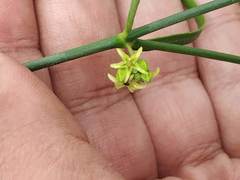 Leptadenia pyrotechnica
