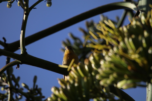 Hooded Oriole (Icterus cucullatus)