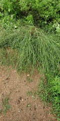 Leptadenia pyrotechnica