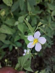 Kosteletzkya depressa