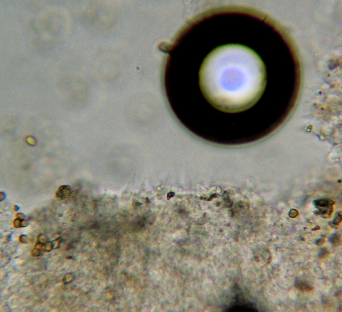 Psilocybe caerulescens image