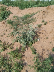 Atriplex aucheri