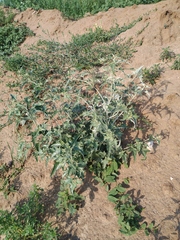 Atriplex aucheri