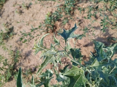Atriplex aucheri
