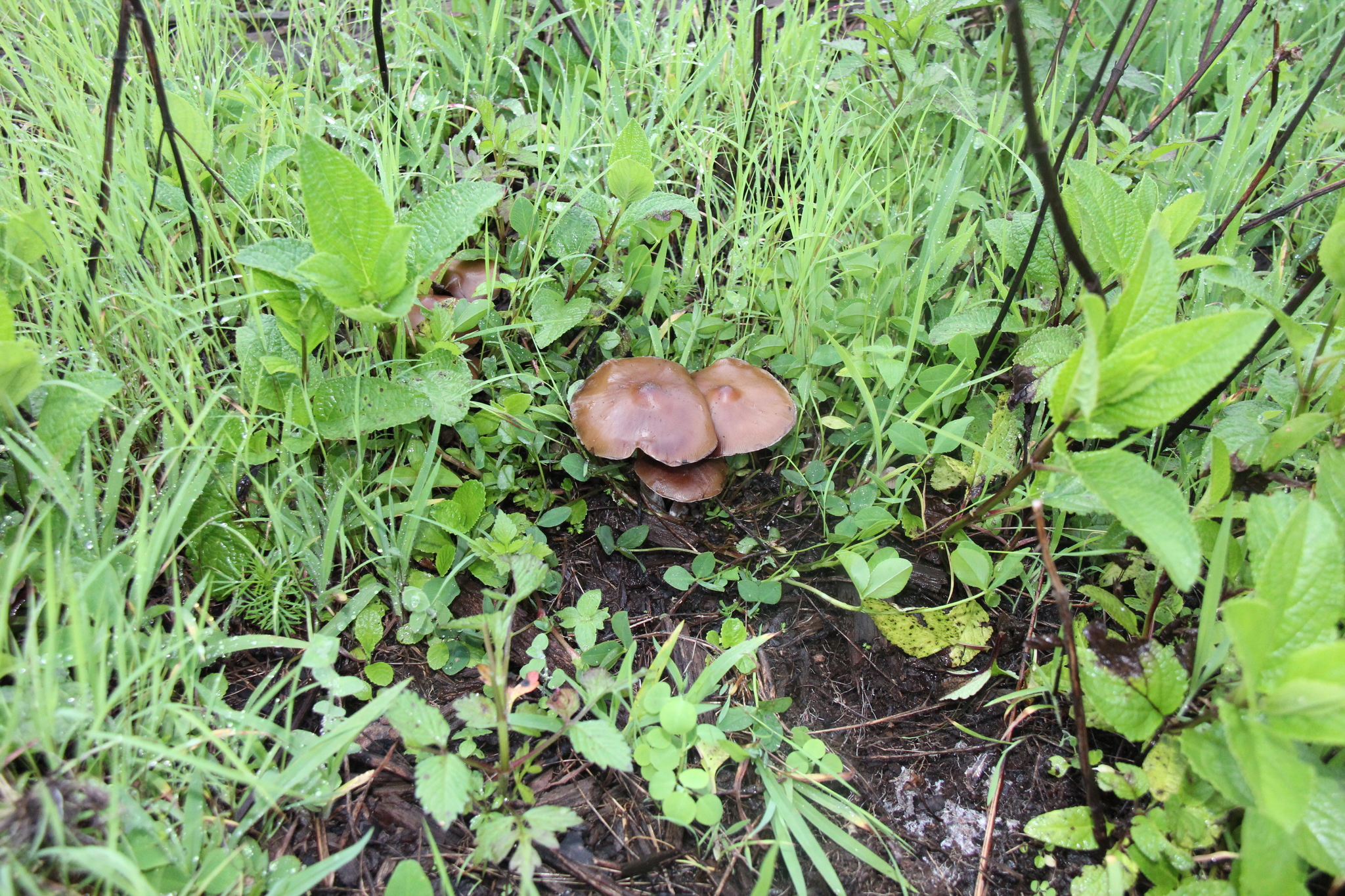 Psilocybe caerulescens image